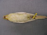 玄鳳鸚鵡藏品圖，第2張